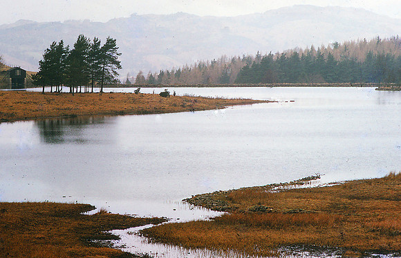 Wise Een Tarn, Windermere. July 65