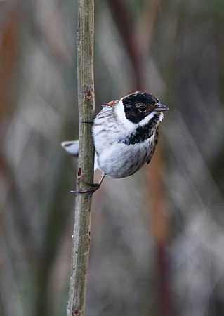 Reed Bunting