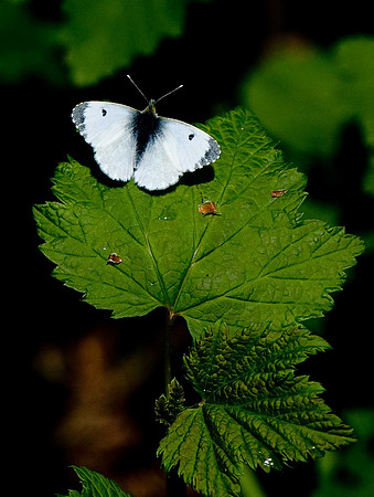 Orange-tip female