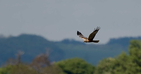 Marsh Harrier