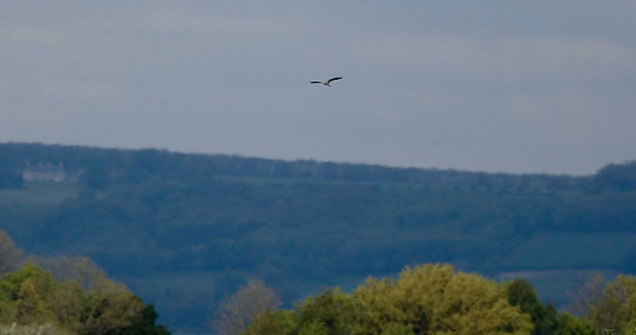 Montagu's Harrier