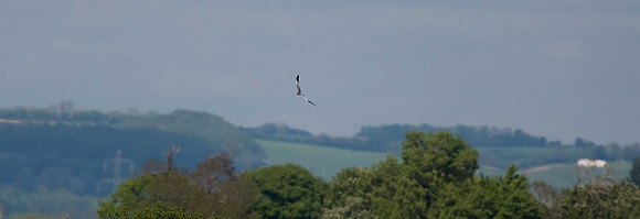 Montagu's Harrier