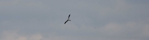 Montagu's Harrier