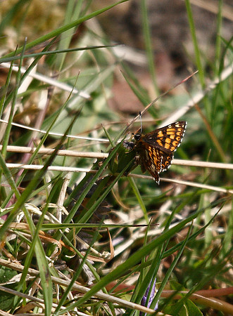 Duke of Burgundy