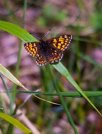 Duke of Burgundy