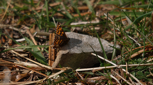 Duke of Burgundy