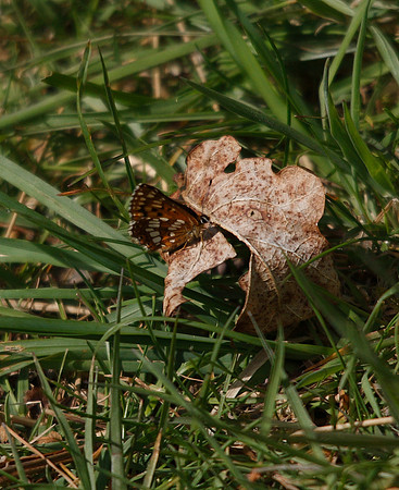 Duke of Burgundy