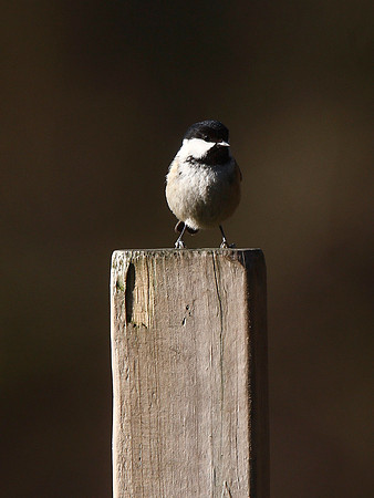 Marsh Tit
