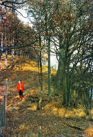 Windermere woodland Anscochrome
