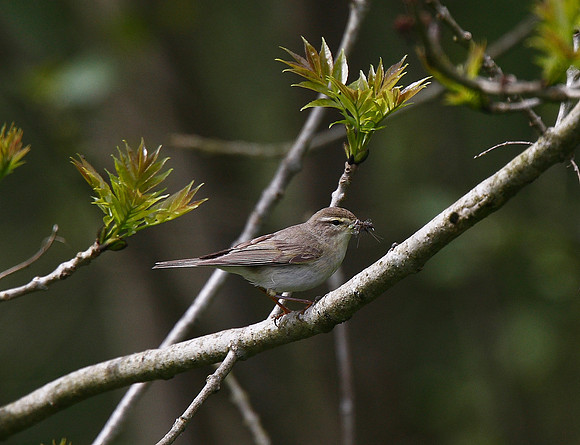 Willow Warbler