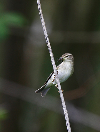 Willow Warbler