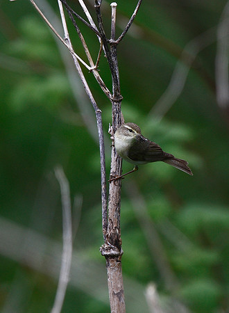 Willow Warbler