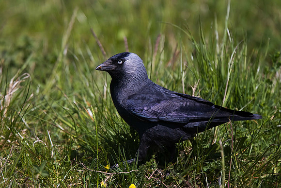 Jackdaw
