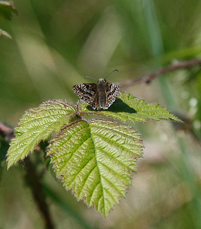 Dingy Skipper