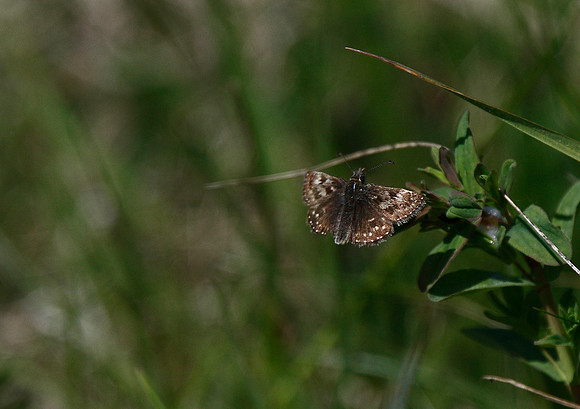 Dingy Skipper