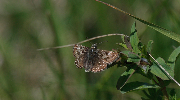 Dingy Skipper