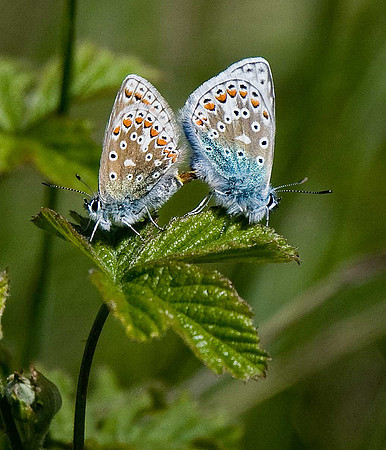Common Blue