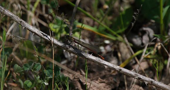 Large Red Damselfly