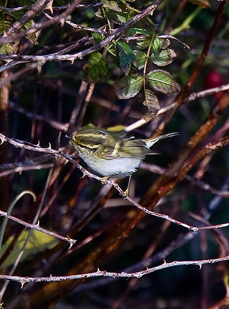 Pallas's Warbler