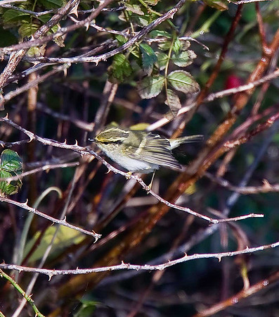 Pallas's Warbler
