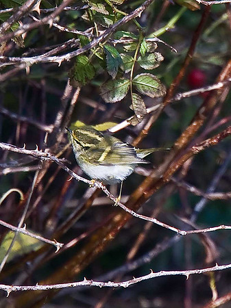Pallas's Warbler