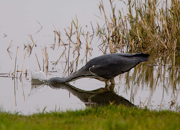 Grey Heron