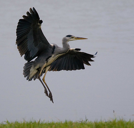 Grey Heron
