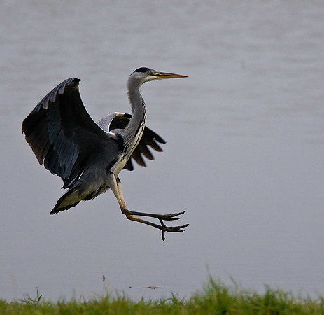 Grey Heron