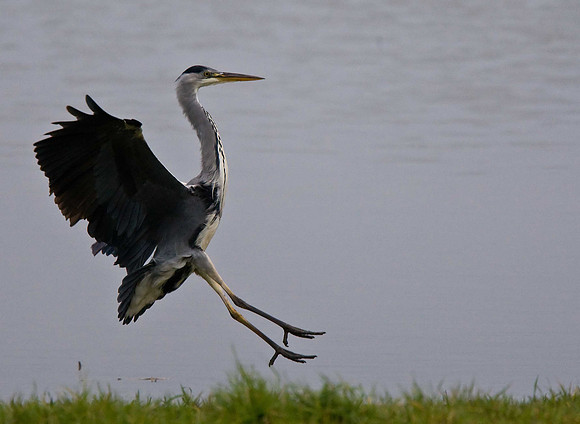Grey Heron