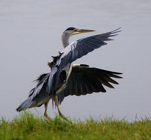 Grey Heron