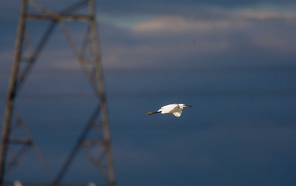 Little Egret