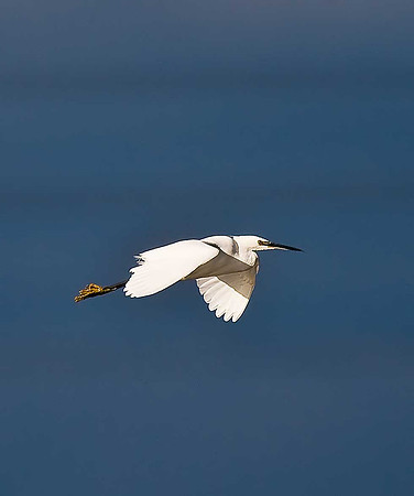 Little Egret