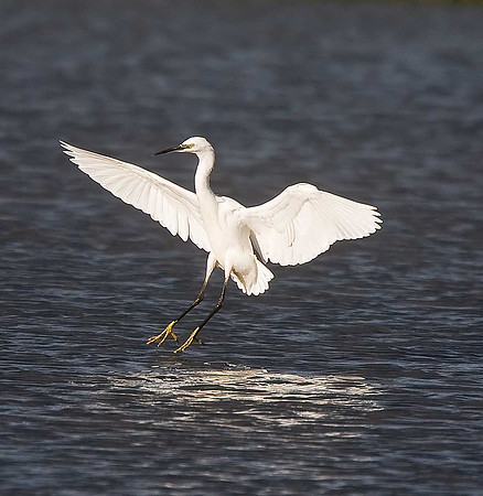 Little Egret