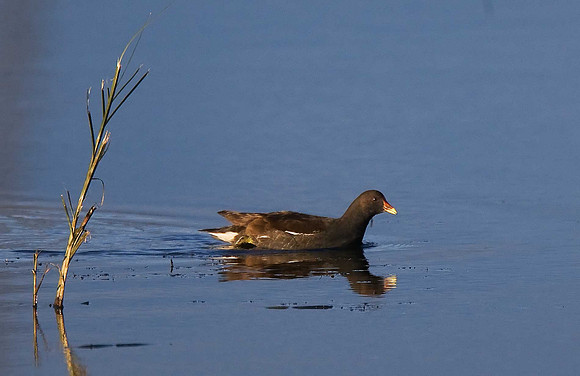 Moorhen
