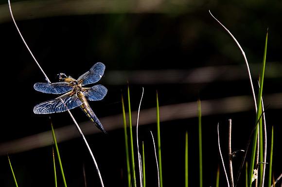 Broad-bodied Chaser
