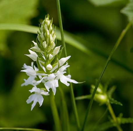 Heath Spotted Orchid Dactylorhiza maculata v leucantha. BMQ