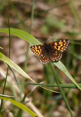 Duke of Burgundy