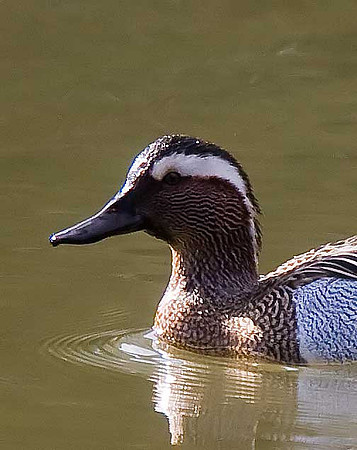 Garganey