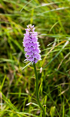 Common Spotted BMQ