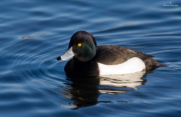 Tufted Duck
