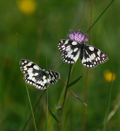 Marbled White