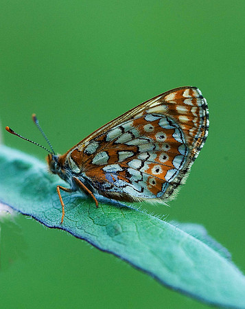 Marsh Fritillary