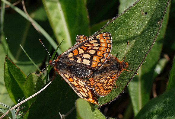 Marsh Fritillary