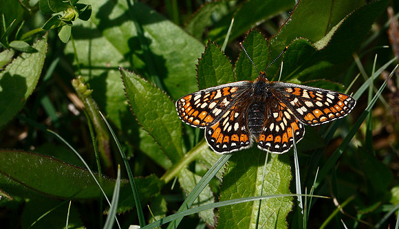 Marsh Fritillary
