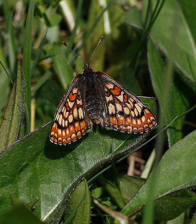 Marsh Fritillary