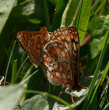 Marsh Fritillary