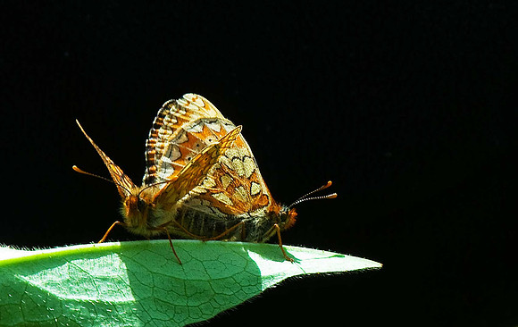Marsh Fritillary