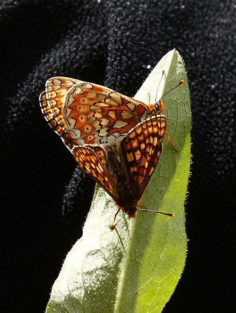 Marsh Fritillary