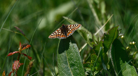 Marsh Fritillary