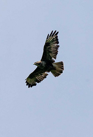 Buzzard